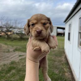 Mia - Red female Dachshund puppy in Nashville, Arkansas from Cuddles n Curls