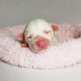 American Corgi and Pembroke Welsh Corgi Puppies from Whimsical Treasure Corgis