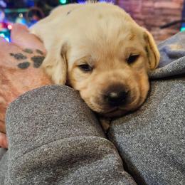 Ian - Yellow male Labrador Retriever puppy in Davenport, Washington from LynnDee's Kennel