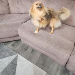 Girl 2 - Orange sable Pomeranian puppy in Shelton, Connecticut from Dawn's Pomeranians