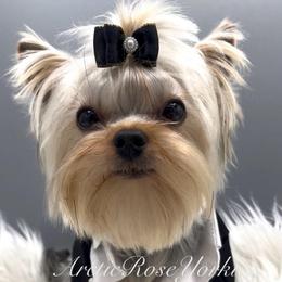 Leo - Yorkshire Terrier