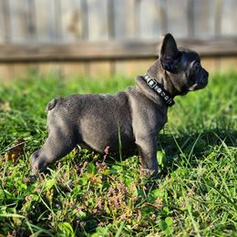 French Bulldog Puppies from Sun City Kennels