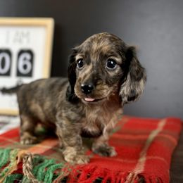 Dachshund Puppies from Queen of Weens Dachshunds