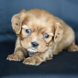 Boy 3 - Ruby male Cavalier King Charles Spaniel puppy in Lawton, Oklahoma from Lindsey’s Cavies
