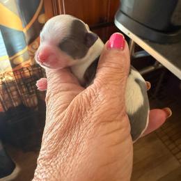 Flex - Blue and white male Chihuahua puppy in Beaumont, Texas from Anastasia’s Tiny Pupps