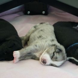 Australian Shepherd Puppies from Crown C Aussies