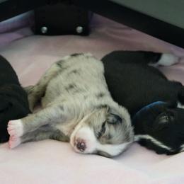 Australian Shepherd Puppies from Crown C Aussies