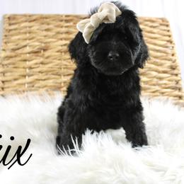 Trix - Black female Goldendoodle puppy in Casa Grande, Arizona from AzDoodle Dandies