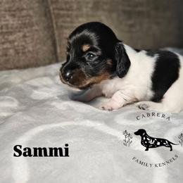 Sammi - Piebald female Dachshund puppy in Modesto, California from Cabrera Family Kennels