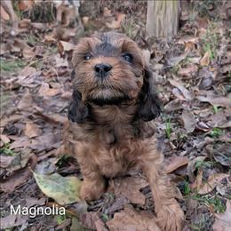 Magnolia - Sable female Cockapoo puppy in Sunset, Louisiana from Cano Cockapoos