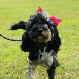 TT - Bernedoodle