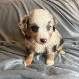 Meadow - Red merle female Toy Australian Shepherd puppy in Union Grove, North Carolina from Grove Farm