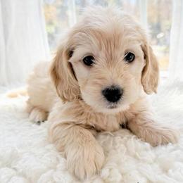 Carl first in group photo - Red male Dachshund puppy in Richmond, Virginia from Irresistible Dachshunds & Cavaliers