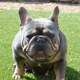 Izzy - French Bulldog