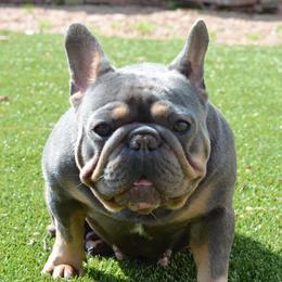 Izzy - French Bulldog