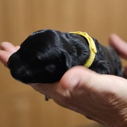Yellow collar - Black female Whoodle puppy in O'neill, Nebraska from Willowdale Doodles
