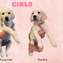 Labrador Retriever Puppies from Moca's Labradors
