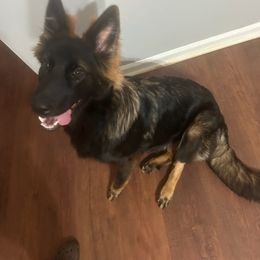 German Shepherd and Golden Retriever Puppies from Lace's High Flying German Shepherds And Golden Retrievers