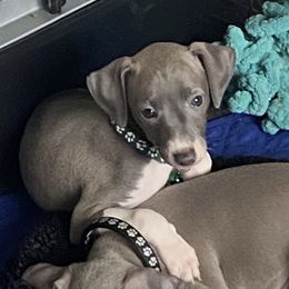Blue boy - green collar - Blue fawn male Italian Greyhound puppy in Portland, Oregon from Khani's Basenjis and Italian Greyhounds