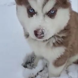 Siberian Husky Puppies from Xk siberians
