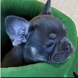 Brenda - French Bulldog puppy in San Francisco, California from Bossalini French Bulldogs