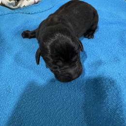 Boy 1 - Black male Labrador Retriever puppy in Conroe, Texas from XOM Retrievers
