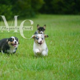American Corgi and Pembroke Welsh Corgi Puppies from Magnolia Creek Corgis
