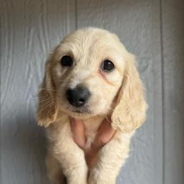 Cream pie - Cream male Dachshund puppy in New Mexico from Zia Trail Doxies