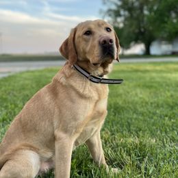 Ruger - Labrador Retriever