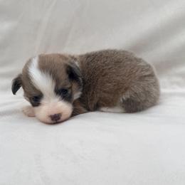 Sable Male - Sable male Pembroke Welsh Corgi puppy in Okeechobee, Florida from Cowtown Corgis & Border Collies