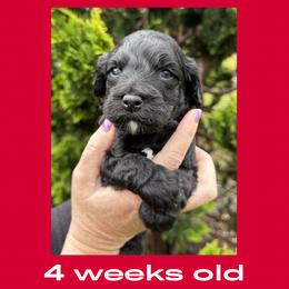 Ross - red collar - Black male Labradoodle puppy in Beavercreek, Oregon from Auburn Sky Labradoodles