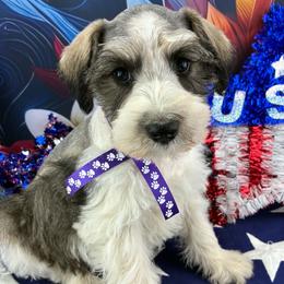 Nova - Parti female Miniature Schnauzer puppy in Sylvania, Georgia from Southern Sky Miniature Schnauzers