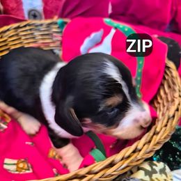 ZIP - Piebald male Dachshund puppy in Bangs, Texas from Lickin'bach Miniature Dachshunds