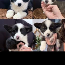 American Corgi puppies from R and b corgis and farm