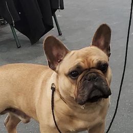 Diesel  - French Bulldog