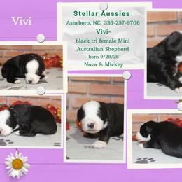 Vivi - Black tri female Miniature Australian Shepherd puppy in Asheboro, North Carolina from Stellar Aussies