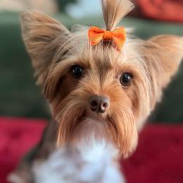 Baby - Yorkshire Terrier