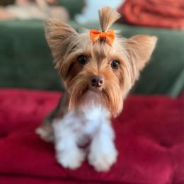 Baby - Yorkshire Terrier