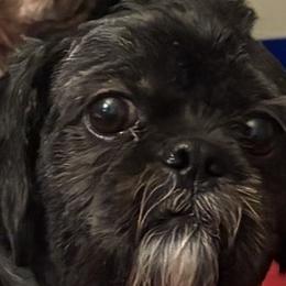 Kong - Shih Tzu