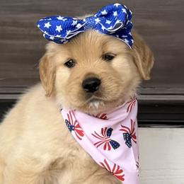 Pink Girl - Golden female Golden Retriever puppy in Silver Lake, Indiana from Seven Hills Goldens