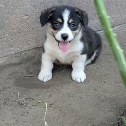 Tootsie - Black and tan female Pembroke Welsh Corgi puppy in Garden Grove, California from Corgi Noodles Garden