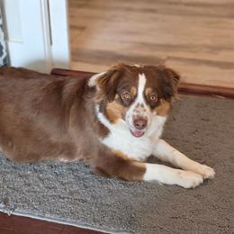 Ginger - Miniature Australian Shepherd