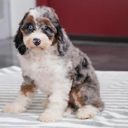 Christie - Blue merle female Bernedoodle puppy in Dundee, Ohio from Down Home Doodle