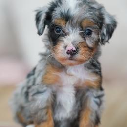 Colt - Merle male Bernedoodle puppy in Dundee, Ohio from Down Home Doodle