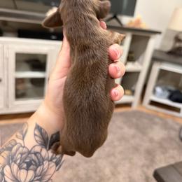 Lilly - Chocolate and tan female Dachshund puppy in Mc Alester, Ok, Oklahoma from New Hope Miniature Dachshunds