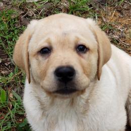 Labrador Retriever Puppies from Hanova Labradors