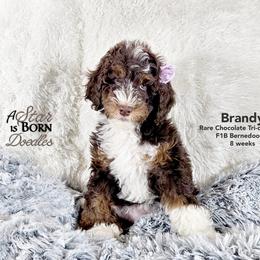 Bernedoodle Puppies from A Star is Born Doodles