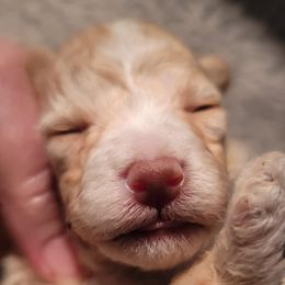 Apricot boy - Apricot male Poodle puppy in Vinemont, Alabama from RottenDog's Poodles