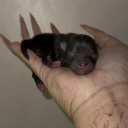 Sparkle - Black and tan female Pomeranian puppy in Wagoner, Oklahoma from Cascade Pomeranians