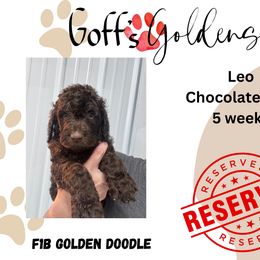 Leo - Chocolate male Goldendoodle puppy in Falls City, Nebraska from Goff’s Goldens